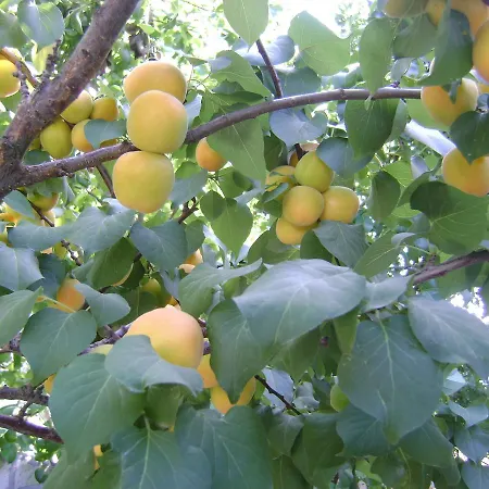 Sari Kosk Butik * Alaçatı