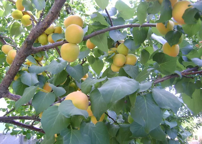 Sari Kosk Butik * ألاتشاتي